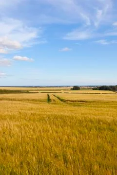 Tyre tracks in barley Stock Photos