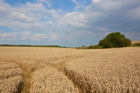 Tyre tracks in wheat Stock Photos