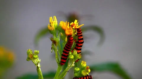 Tyria jacobaeae larva Stock Footage 134983274