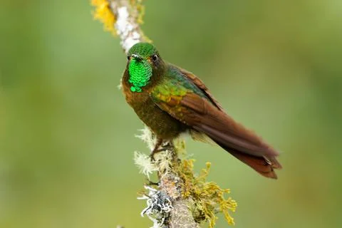 Tyrian Metaltail - Metallura tyrianthina hummingbird in subfamily Lesbiinae,  Stock Photos