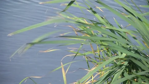 Tyroga leaves sway in the wind. Stock Footage 104159562