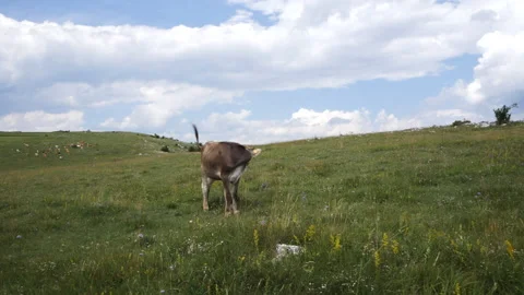 Tyrol gray - a typical alpine breed of cattle Stock Footage 169808726