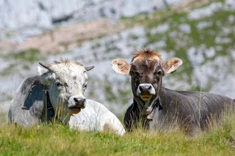 Tyrolean grey cattle cows on the alp two animals ruminating in the grass Rofan Stock Photos