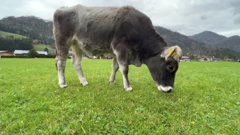 Tyrolean Grey Cow Eating Grass Stock Footage 221571415