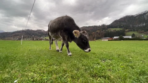 Tyrolean Grey Cow Stock Footage 221572121