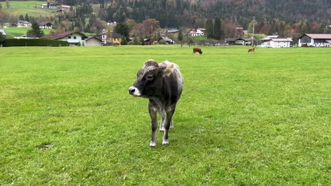 Tyrolean Grey Cow Stock Footage 221572450