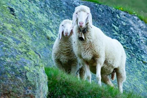Tyrolean mountain sheep looking at the viewer, Stubai Valley, Tyrol, Austria Stock Photos