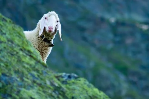 Tyrolean mountain sheep looking at the viewer, Stubai Valley, Tyrol, Austria Stock Photos