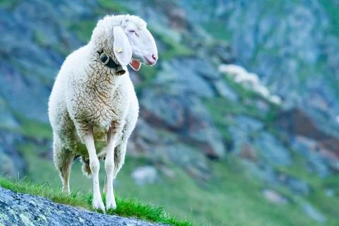 Tyrolean mountain sheep looking at the viewer, Stubai Valley, Tyrol, Austria Stock Photos