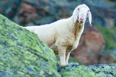 Tyrolean mountain sheep looking at the viewer, Stubai Valley, Tyrol, Austria Stock Photos