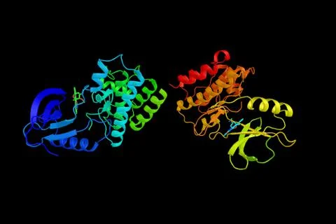 Tyrosine-protein kinase ITK/TSK, an intracellular tyrosine kinase expressed.. Illustration