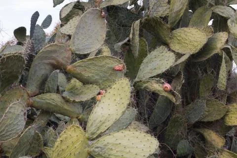 Tzabar cactus Stock Photos