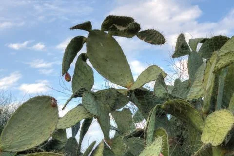 Tzabar cactus Stock Photos
