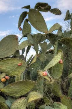 Tzabar cactus Stock Photos