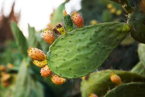 Tzabar cactus Stock Photos