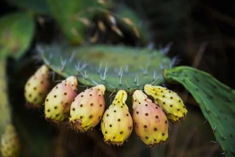 Tzabar cactus Stock Photos