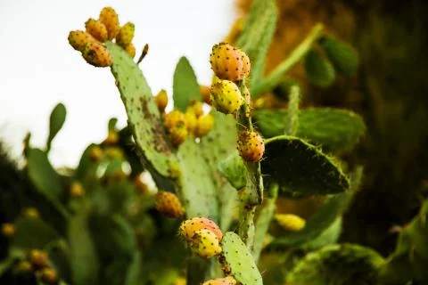 Tzabar cactus Stock Photos