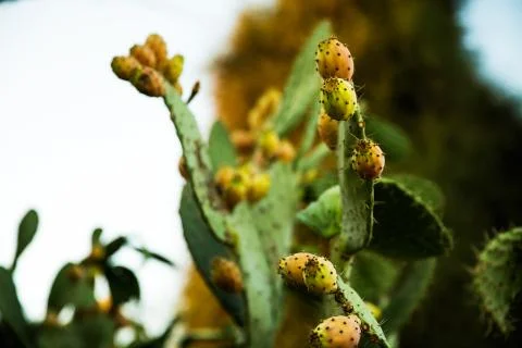 Tzabar cactus Stock Photos