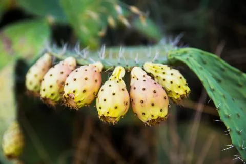 Tzabar cactus Stock Photos