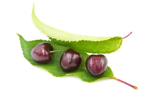 U  2113 Stock Photos