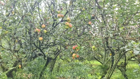 U Pick Apple Orchard Experience Fresh Fruit Ready for Harvest on a Family Farm Stock Footage 334399386