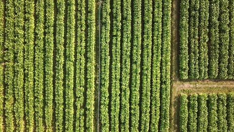 U-Tobacco2 Stock Footage 127754091