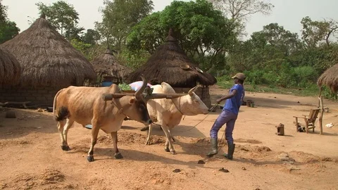 U-Turn, Man handling the cows Video stock 74841088