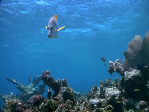 U W - Yellow Tail 02 Stock Footage 3475940