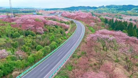 UAV Captures Traffic Rhythm of Cherry Blossom Highway on Cloudy Days Stock Footage 311745584
