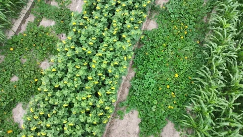 UAV - GRADED Irrigation Crops Stock Footage 234923406