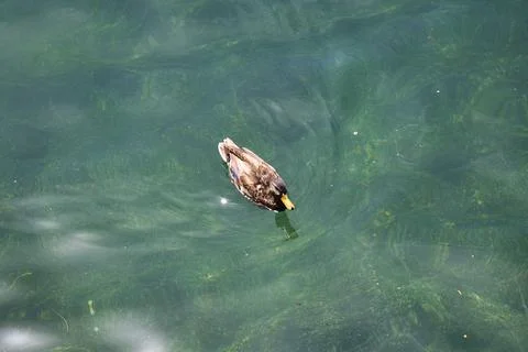 Uberlingen duck-1 Stock Photos