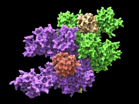 Ubiquitin activating enzyme protein E1 Stock Illustration