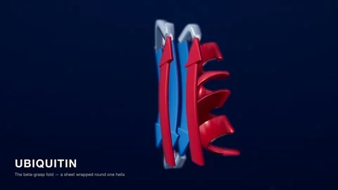 Ubiquitin protein structure red blue medical technology loop 스톡 동영상 343829071