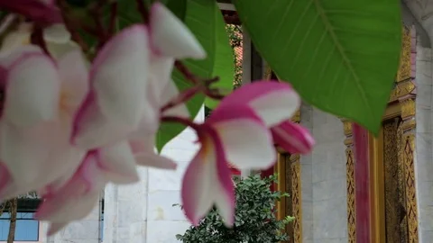 An ubosot in buddhist temple in thailand. Stock Footage