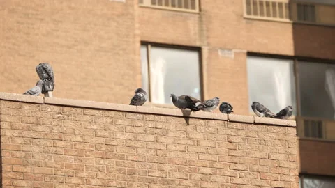 Ubran Pigeons on building Stock Footage 230923716