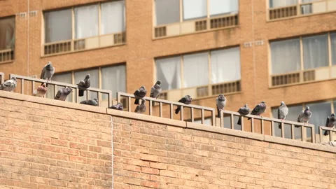 Ubran Pigeons on building Stock Footage 230923756