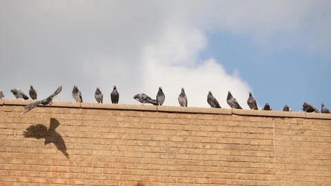 Ubran Pigeons on building Stock Footage 230923783