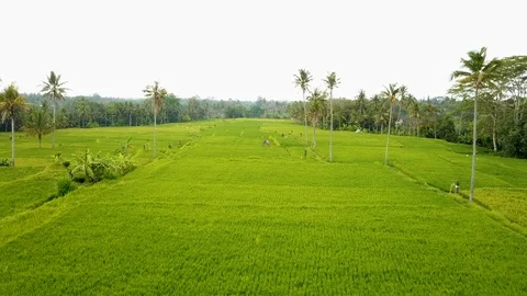 Ubud and his rice fields Stock Footage 106696224