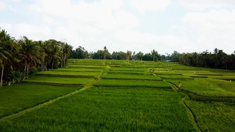 Ubud and his rice fields 2 Stock Footage 106696243