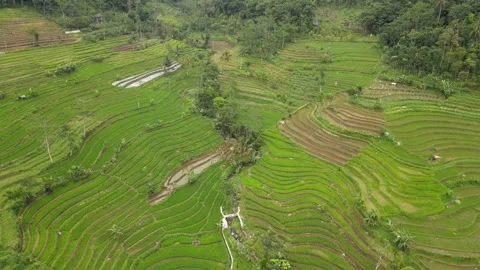 'Ubud' in Central Java 스톡 동영상 146695217