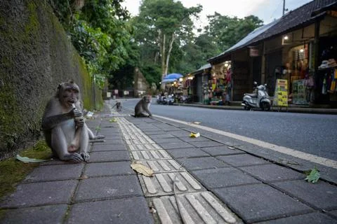 Ubud Macaque Handles Discarded Plastic Bottle Foto stock