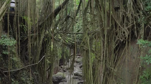 Ubud Monkey Forest Atmosphere - River, Sculptures, Bridge, Trees, vegetations Stock Footage 245090625