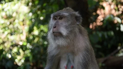 Ubud Monkey forest Stock Footage 81691100