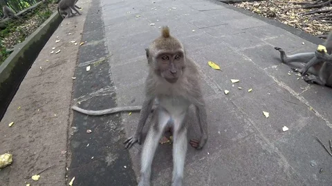 Ubud monkey forest, many monkeys, Indonesia Stock Footage 106557094