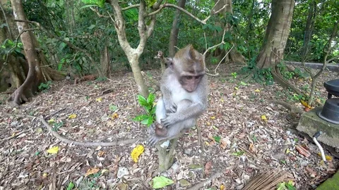 Ubud monkey forest, many monkeys, Indonesia Stock Footage 106557155