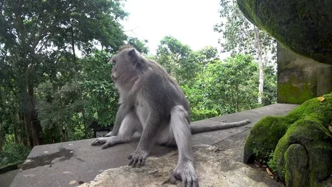 Ubud monkey forest, many monkeys, Indonesia Stock Footage 106557207