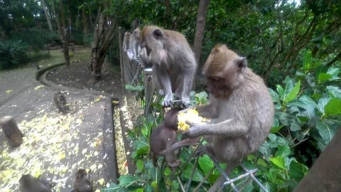 Ubud monkey forest, many monkeys, Indonesia Stock Footage 106557581