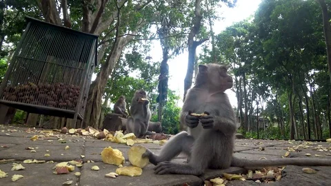 Ubud monkey forest, many monkeys, Indonesia Stock Footage 106558017