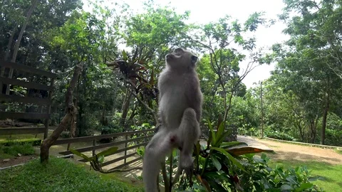 Ubud monkey forest, many monkeys, Indonesia Stock Footage 106558041
