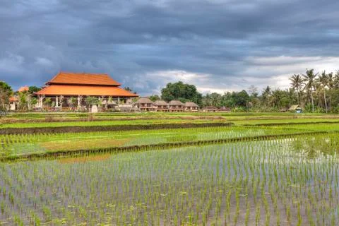 Ubud nature Stock Photos